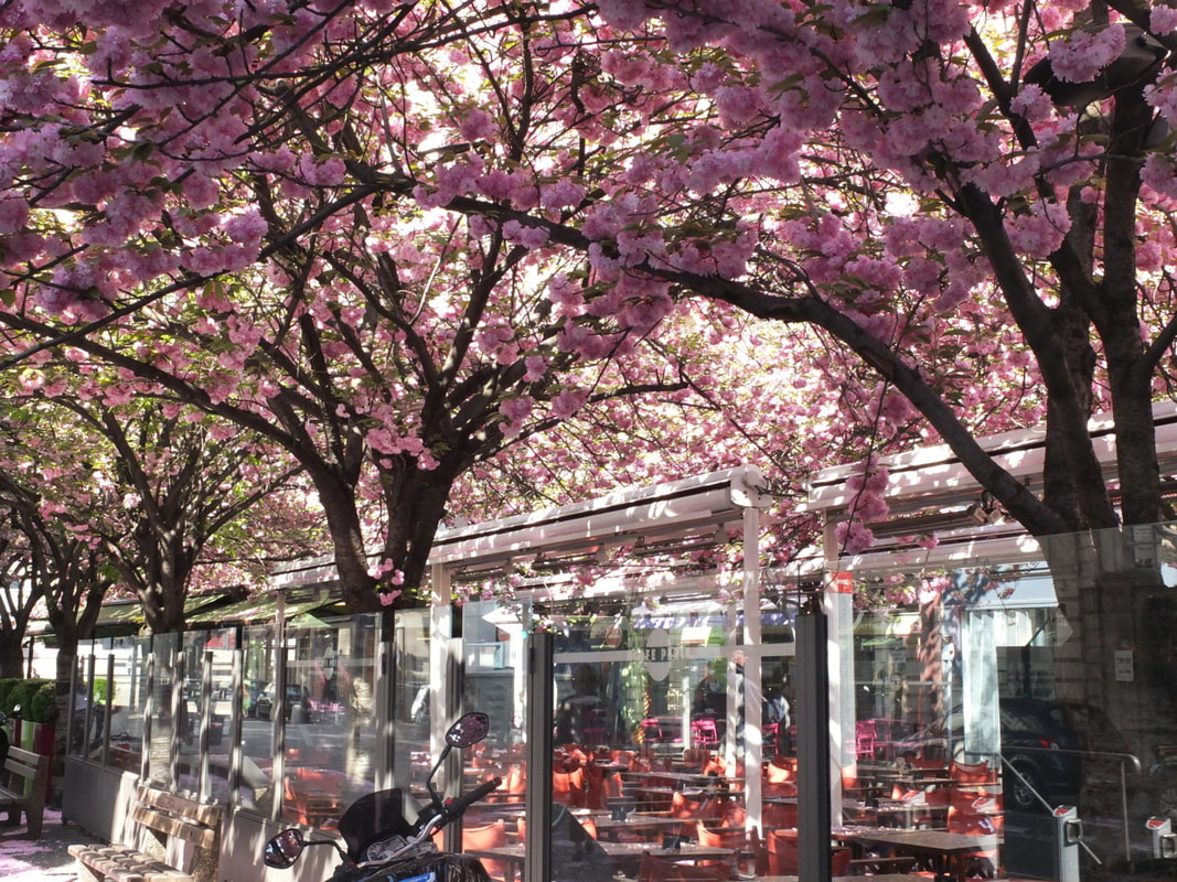 Some pink spring blossoms in a cafe in France
